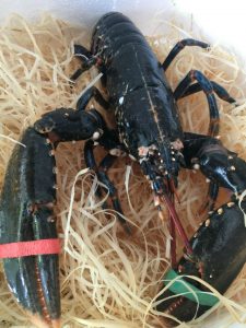 homard
