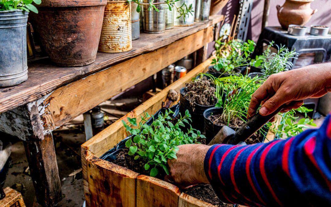 Comment utiliser les herbes et les épices pour apporter de la saveur à vos repas